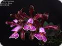 Cattleya schilleriana